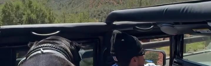 电竞比分-布克驾悍马携爱犬出游 独行时光萌宠相伴